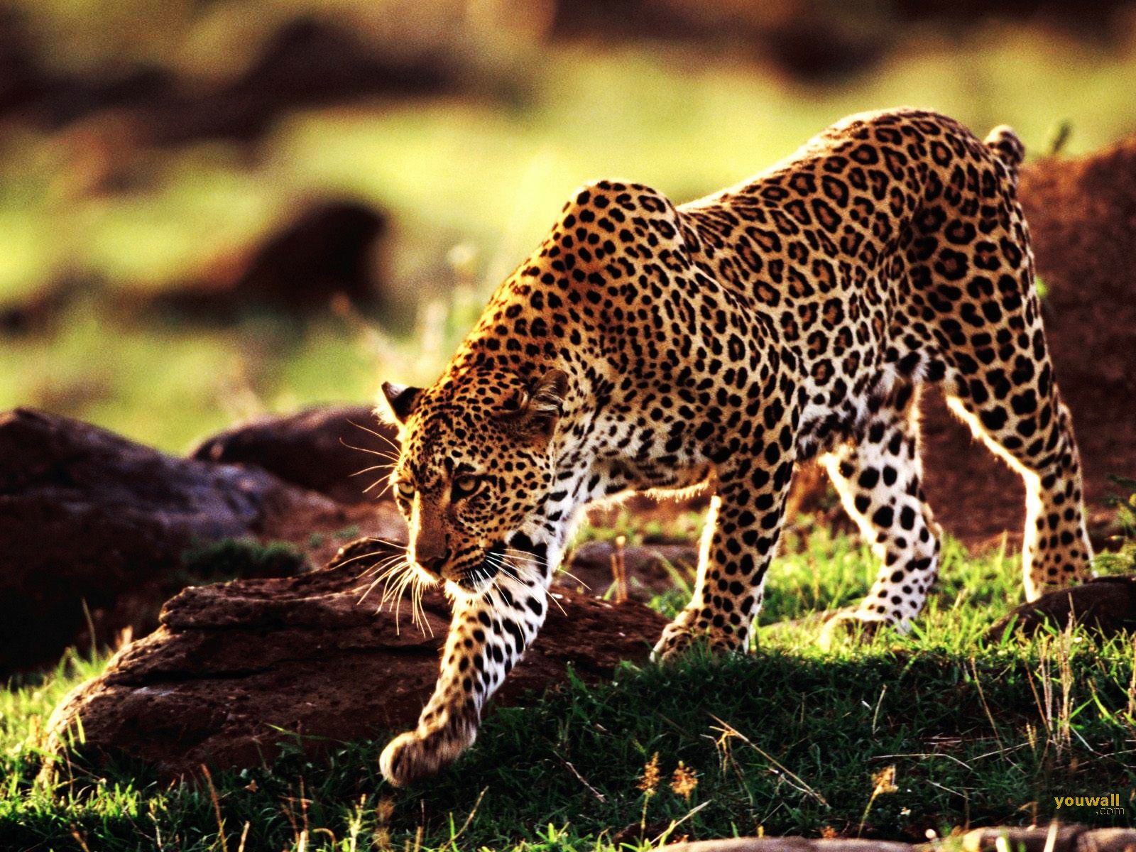 cheetah-normal.jpg