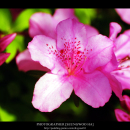 b_9c_01_PR_skypoet81_4138981_0.jpg
