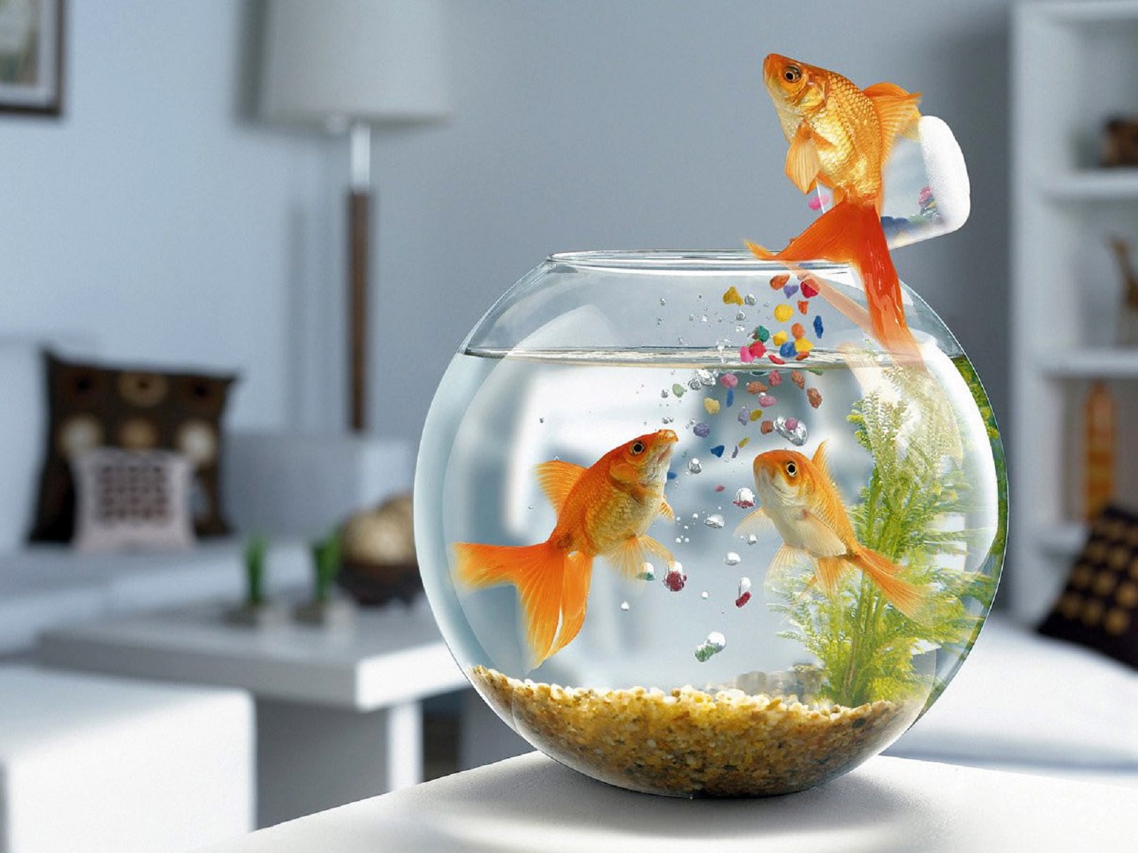 fish_jump-normal.jpg