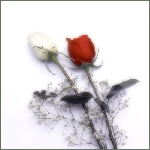 00bl050fwrf_ecc2cd09.jpg