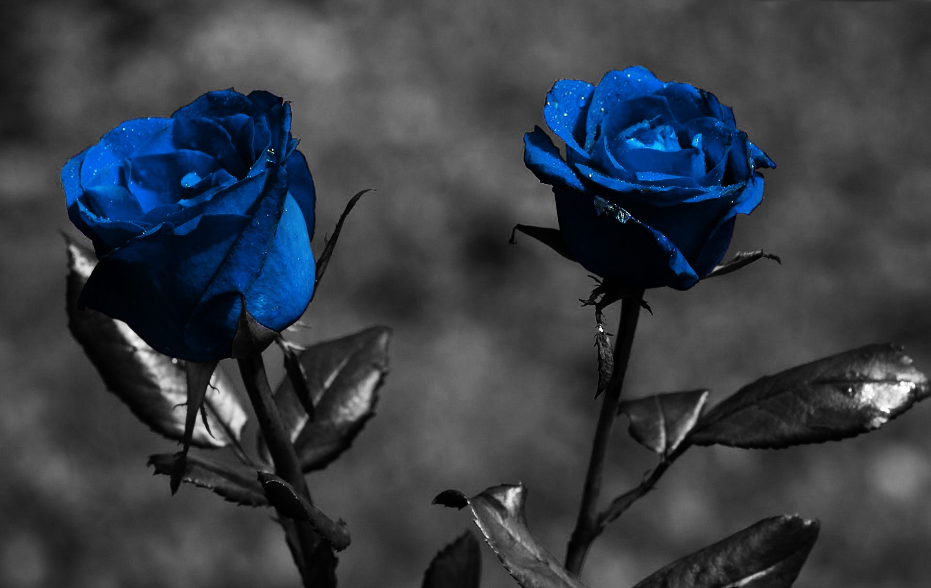 blue_roses_widescreen-other.jpg