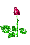 BloomingRose[1].gif