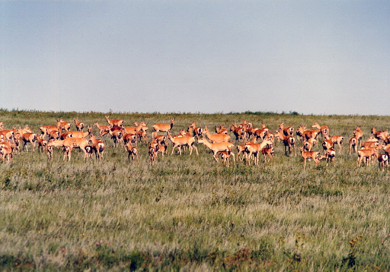 Mongolian-Gazelle-2.jpg