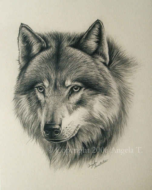Wolf_Portrait_by_Angela_T.jpg