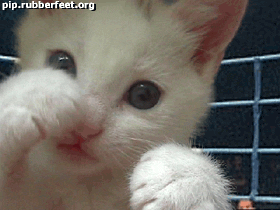 고양이dlferz.gif