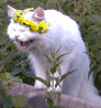 136313.gif