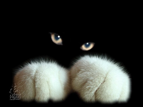 кот8.jpg