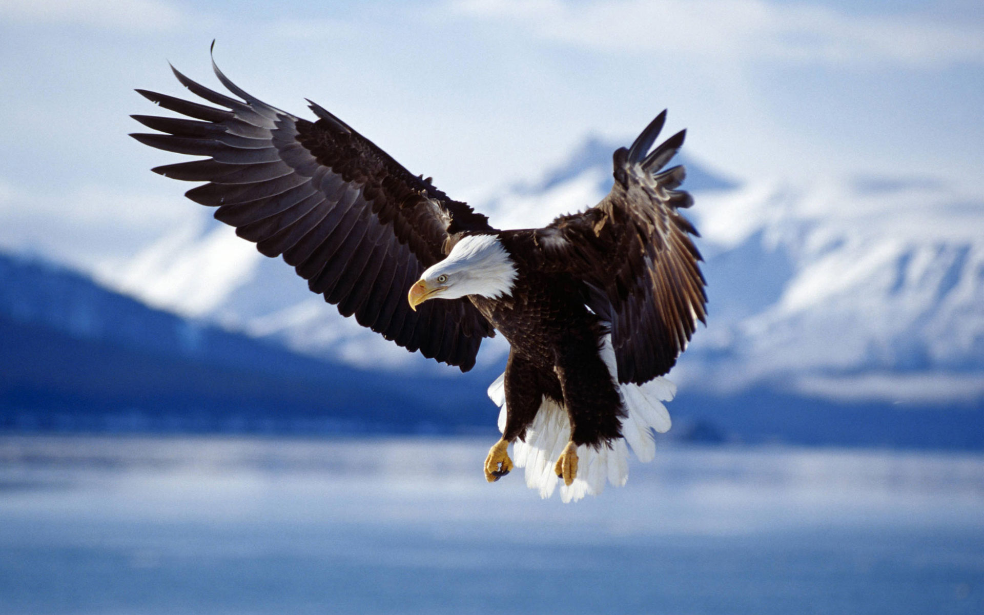 bald_eagle_in_flight_alaska-wide.jpg