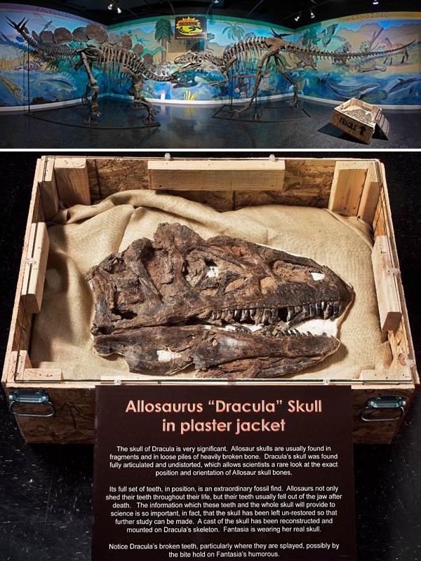 Allosaurus-Vs-Stegosaurus-—-The-Fighting-Pair-3.jpg