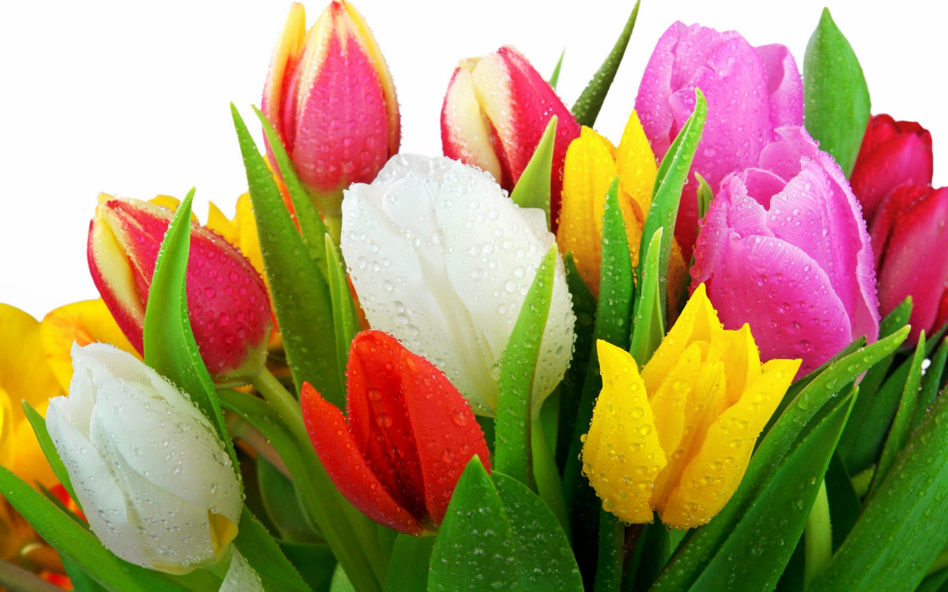 fresh_tulips-wide.jpg