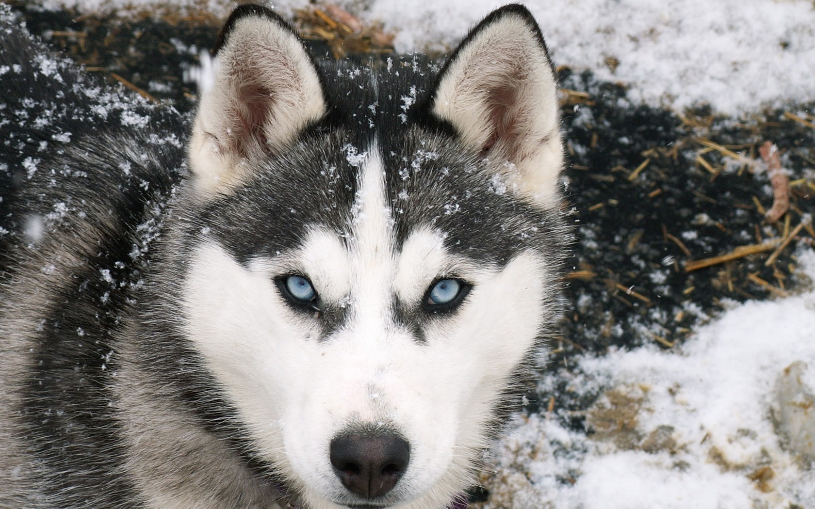 siberian_wolf-wide.jpg