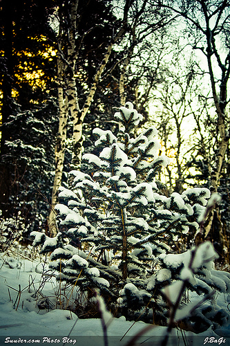 mgl_snow200810.jpg
