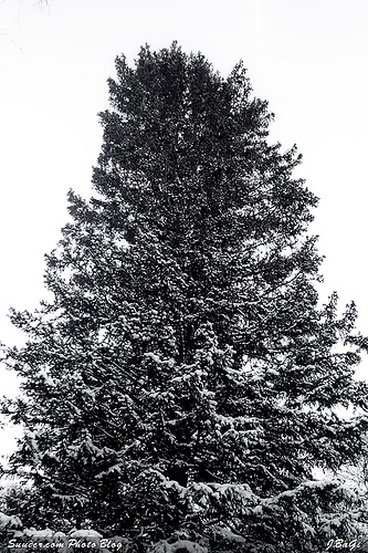 mgl_snow200809.jpg