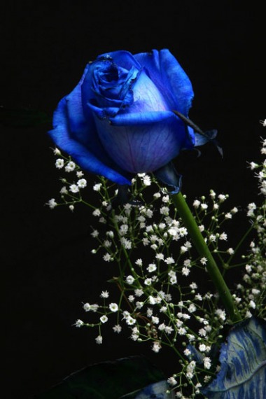 blue_rose.jpg