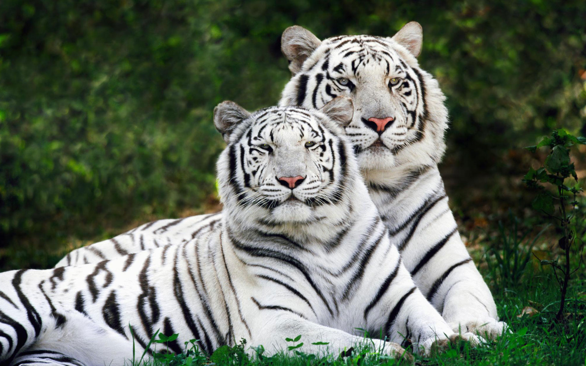 white_bengal_tigers_widescreen-wide.jpg