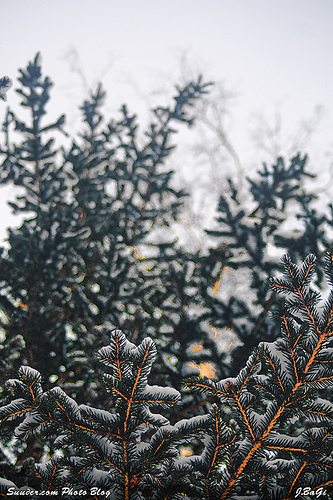 mgl_snow200803.jpg