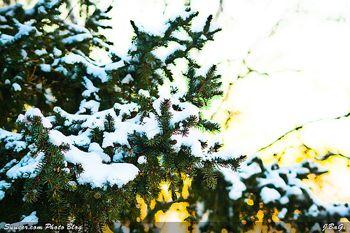mgl_snow200802.jpg
