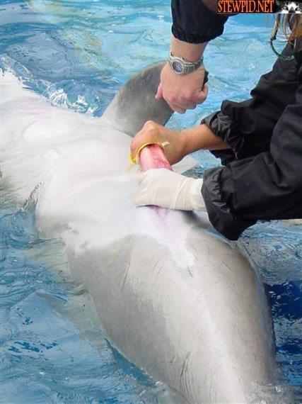 jacking-off-the-dolphin.jpg