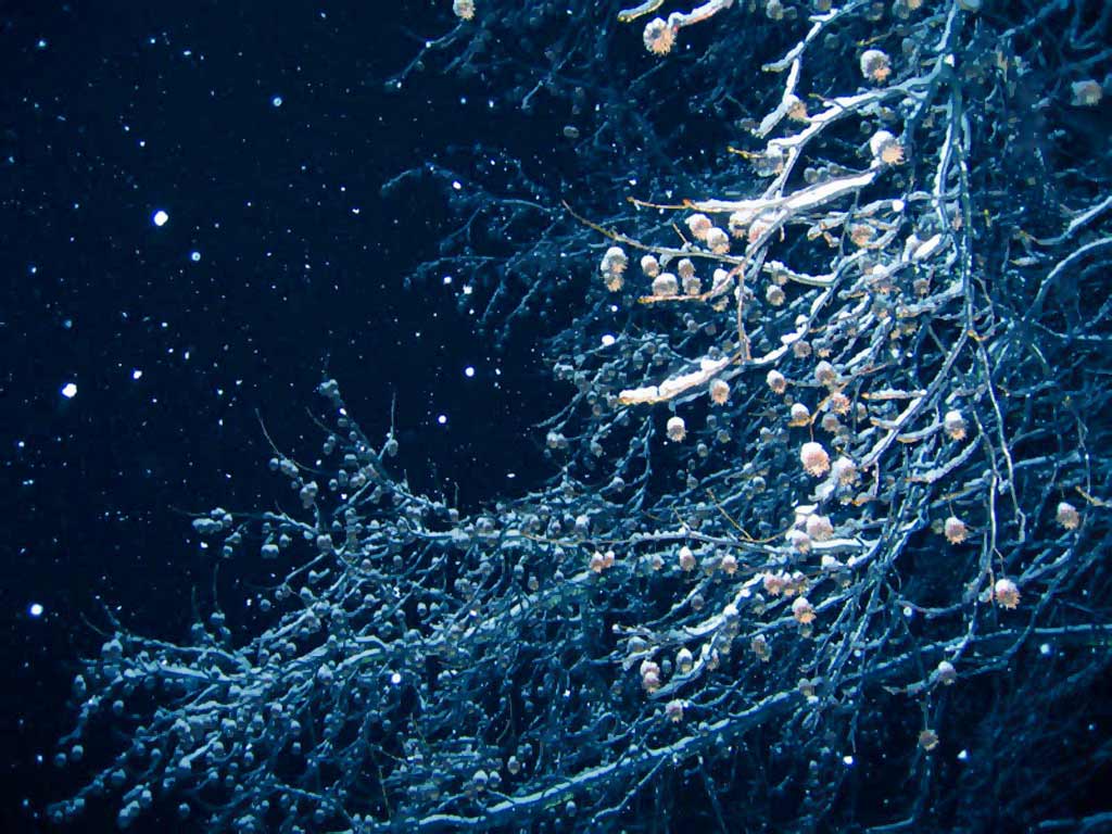 Christmas_Branches_by_Dramageddon.jpg