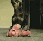 l_02c84f86814347f7b72887836d4754b4.gif