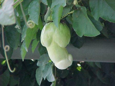 tomato_plant.jpg