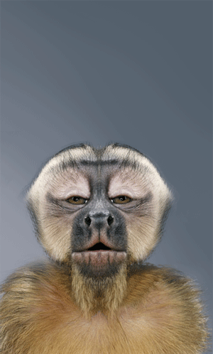vlinderaap.gif
