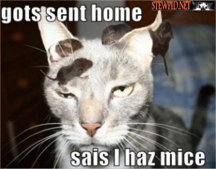 you-have-head-mice.jpg