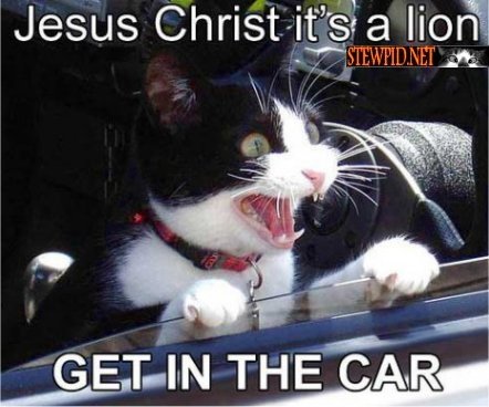 its-a-lion.jpg
