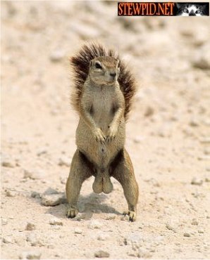 squirels-nuts.jpg