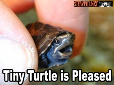 tiny-turtle-is-pleased.jpg