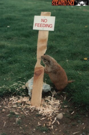 dont-feed-the-beaver.jpg