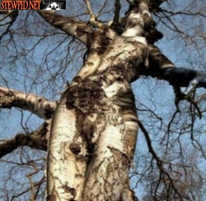 sexy-tree.jpg