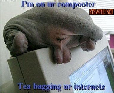 tea-bagging-cat.jpg