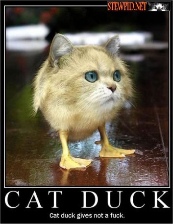 the-cat-duck.jpg