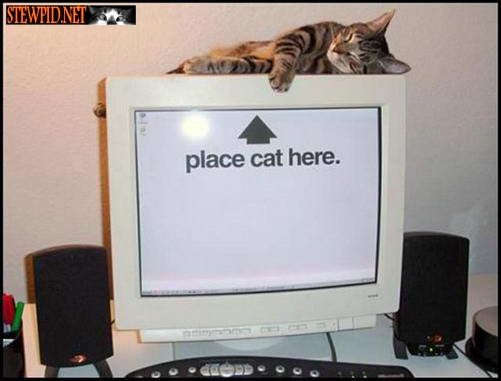 place-cat-here.jpg
