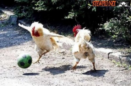 rooster-soccer.jpg