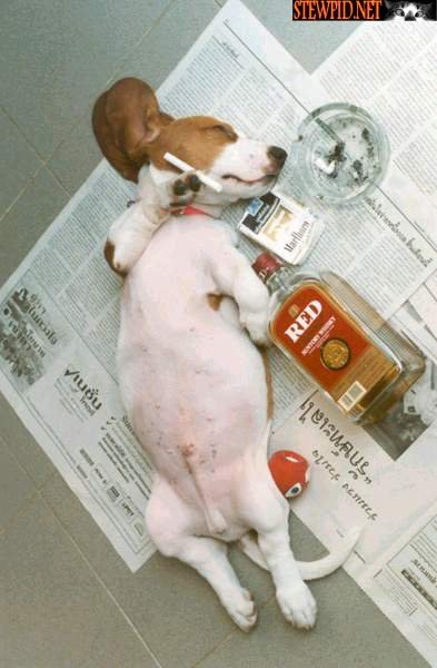 drunk-puppy.jpg