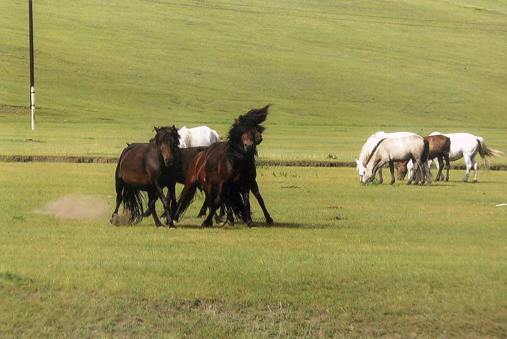 Mongolia1.jpg