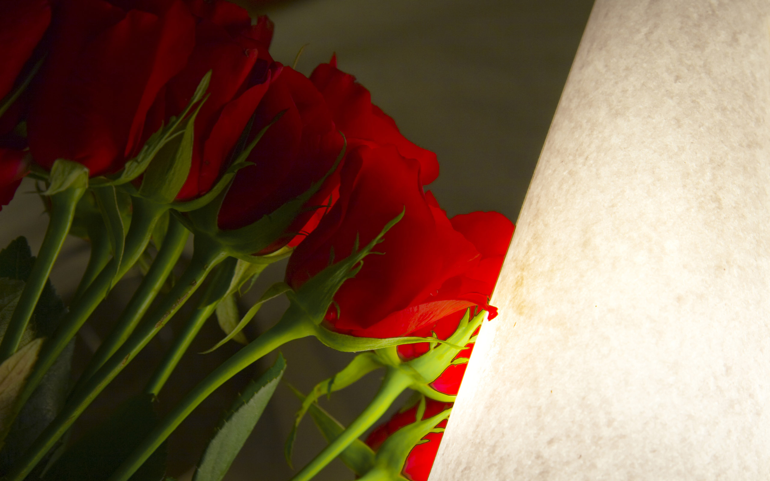 Rose_009003.jpg