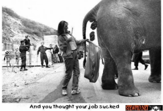 elephant-shit.jpg