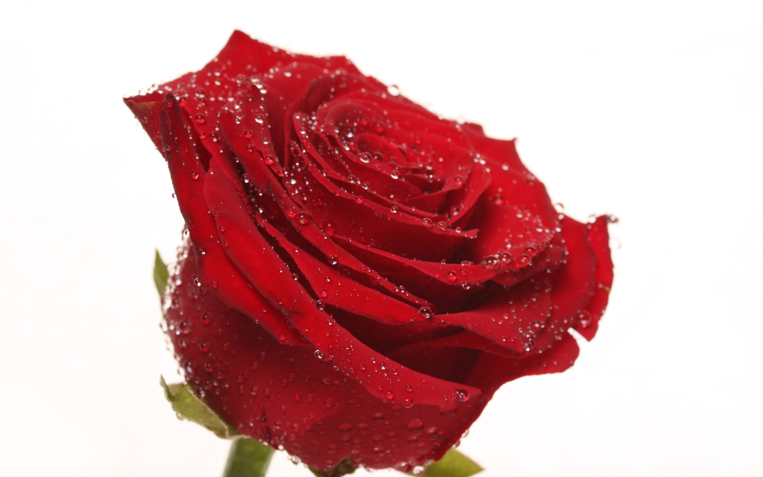 Rose_009007.jpg