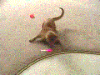 l_993c110d6dffa6419b4681091872aa7e.gif