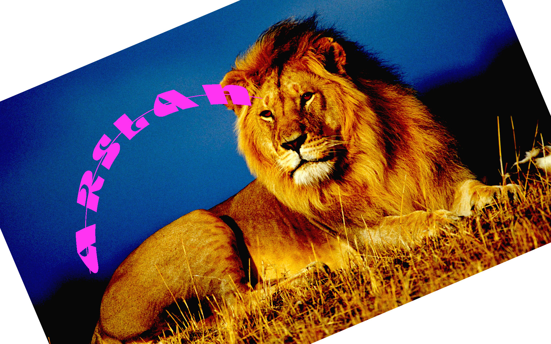 african_lion_king-wide.jpg