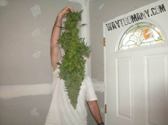 monster-bud.jpg