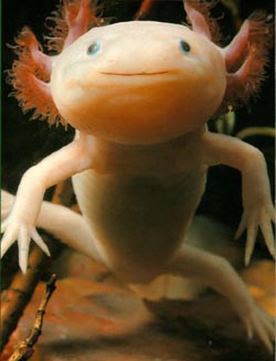 axolotl.jpg