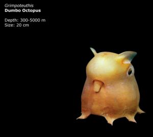 dumbo_octopus.jpg