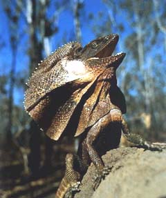 frill-necked_lizard.jpg