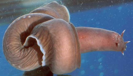 hagfish.jpg