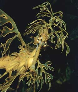 leafyseadragon.jpg