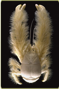 yeti_crab.jpg